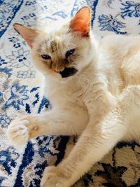 Portrait of cat lying on bed