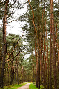 Dirt road amidst trees in forest