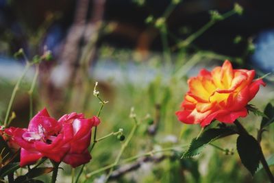 Close-up of red flowers