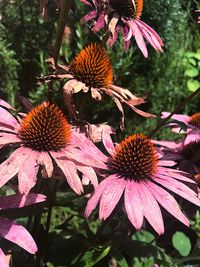 Close-up of coneflowers blooming outdoors