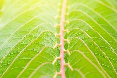 Full frame shot of leaf