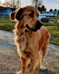 Close-up of dog on grass