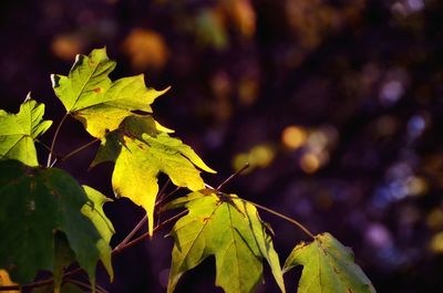 Close-up of maple leaf