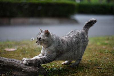 Side view of a cat looking away