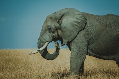 Side view of elephant on field