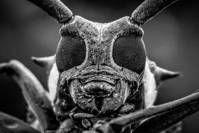 Close-up of animal skull