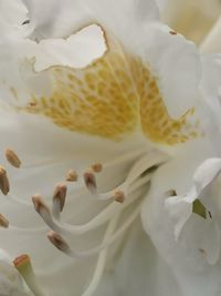 High angle view of white roses