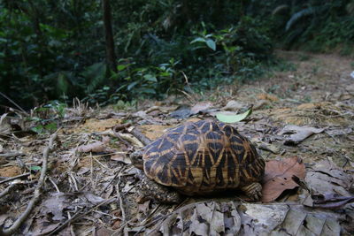 Close-up of tortoise on land