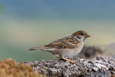 Close-up of bird perching on rock