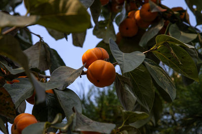 Close-up of orange fruits on tree
