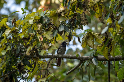 Bird perching on a tree