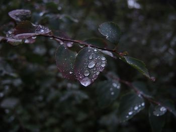 Close-up of water drops on leaf