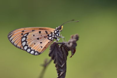 Close-up of butterfly pollinating flower