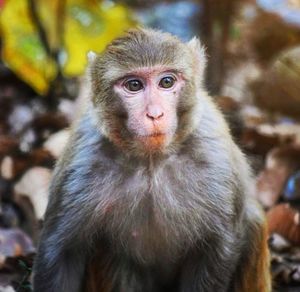 Portrait of monkey