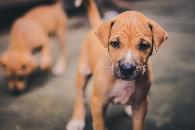 Portrait of dog standing on land