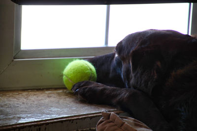 Close-up of a dog with ball