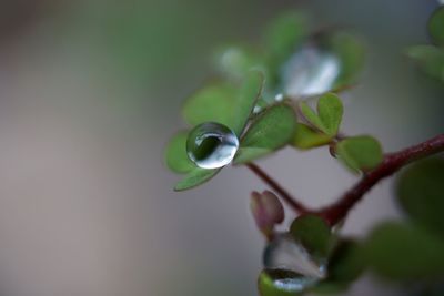 Close-up of green plant