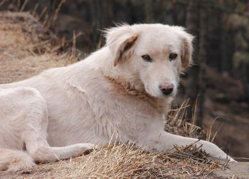 Close-up of dog