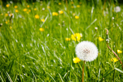Close-up of dandelion on field