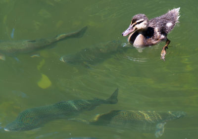 High angle view of duck swimming in lake