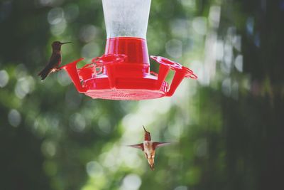 Close-up of birds by feeder