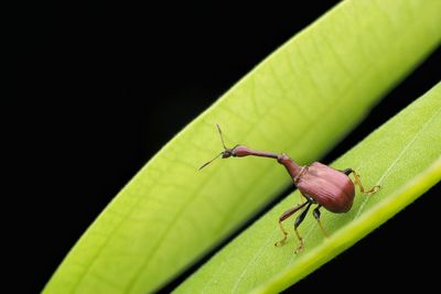 Close-up of insect on leaf