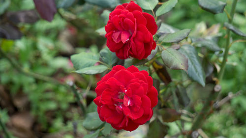 Close-up of red rose in park