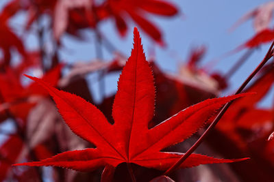 Close-up of red maple leaves