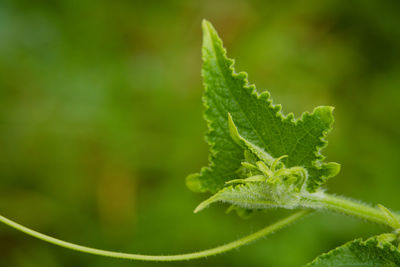 Close up. bright green leaves