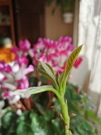 Close-up of pink flowering plant