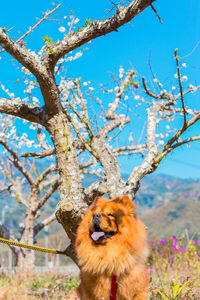 Close-up of a squirrel on tree