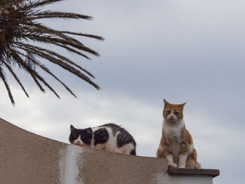 Cats sitting on retaining wall against the sky