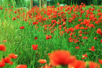 Close-up of red tulips blooming in field