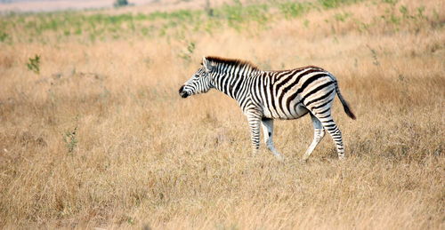 Zebra zebras in a field