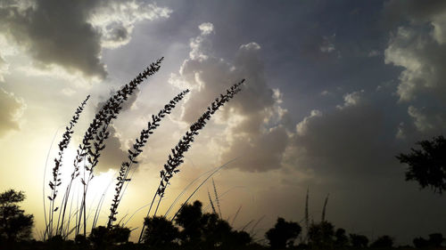 Low angle view of silhouette plants against sky