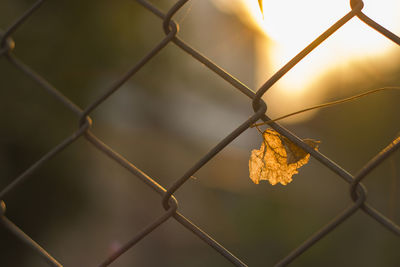 Close-up of chainlink fence