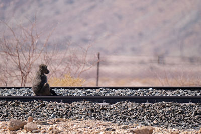 View of birds sitting on railroad track