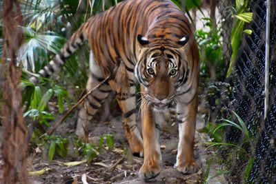 Tiger at the zoo