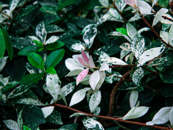 High angle view of purple flowering plants
