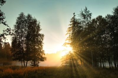 Sunlight streaming through trees on field during sunset