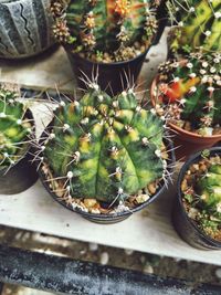 High angle view of succulent plants