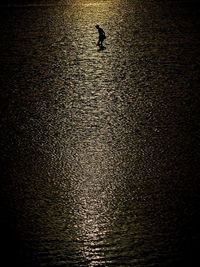 View of birds in sea