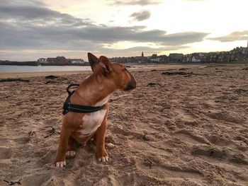 Dog on sand at beach against sky