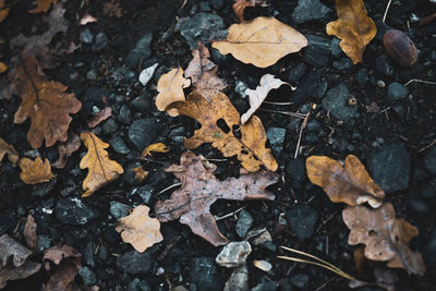 High angle view of maple leaves on wet land