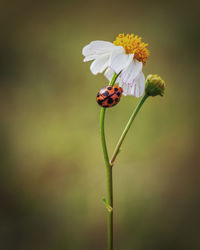 Close-up of insect on flower