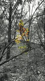 Close-up of yellow flower tree