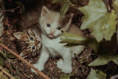 High angle view of cats