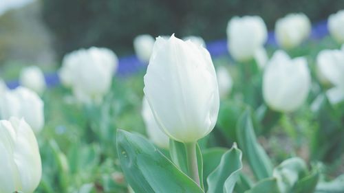 Close-up of white flowering plant on field