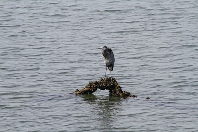 High angle view of gray heron perching on lake