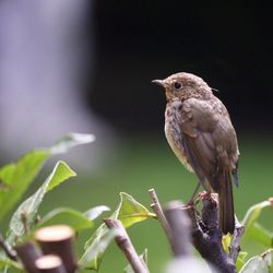 Close-up of bird perching on plant
